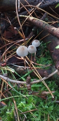 Fungi