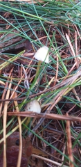 Fungi