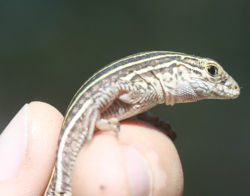 Aspidoscelis gularis