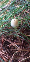 Fungi