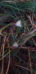 Fungi