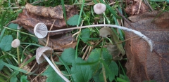 Fungi