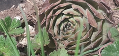 Sempervivum