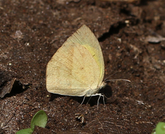 Eurema laeta laeta