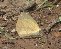 Eurema laeta laeta
