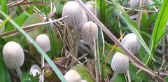 Fungi
