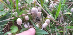 Fungi