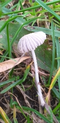 Fungi