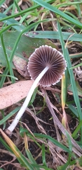 Fungi