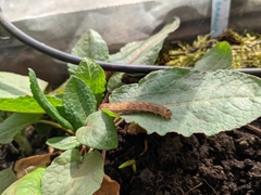 Phlogophora meticulosa