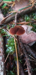 Auriscalpium vulgare
