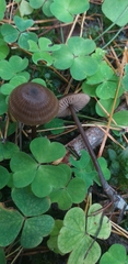 Fungi