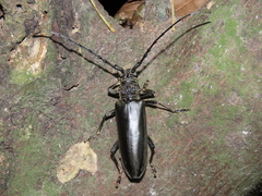 Nadezhdiella cantori