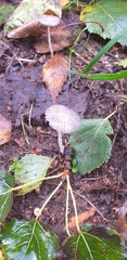 Fungi