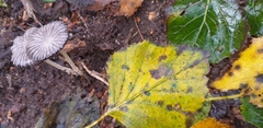 Fungi