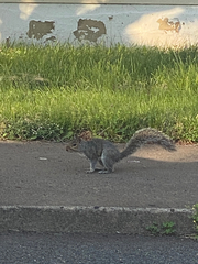 Sciurus carolinensis