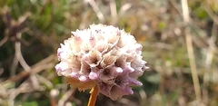 Armeria maritima