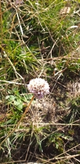 Armeria maritima