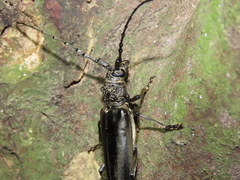 Nadezhdiella cantori