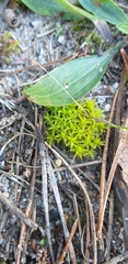 Syntrichia ruralis