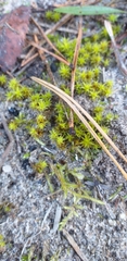 Syntrichia ruralis