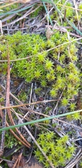 Syntrichia ruralis