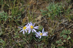 Aster hispidus