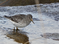 Calidris ptilocnemis