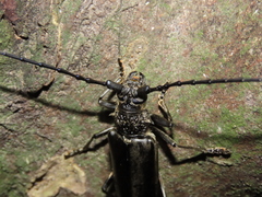 Nadezhdiella cantori