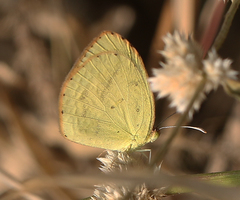Eurema brigitta rubella
