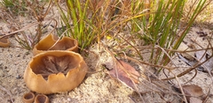 Fungi