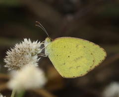 Eurema brigitta rubella
