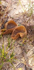 Fungi