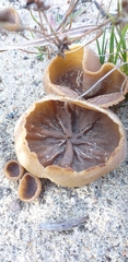 Fungi