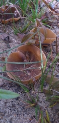 Fungi
