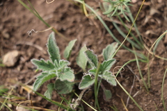 Nepeta multifida