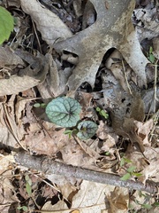 Viola walteri