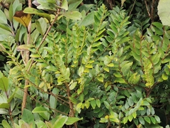Phyllanthus phillyreifolius