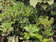 Phyllanthus phillyreifolius