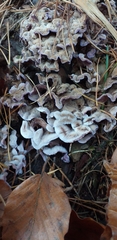 Fungi