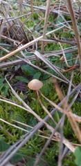 Fungi