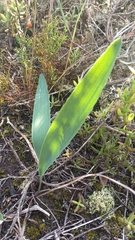 Eriospermum lanceifolium