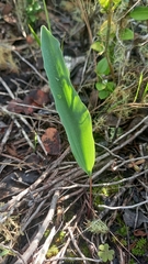 Eriospermum lanceifolium