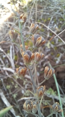 Eriospermum lanceifolium