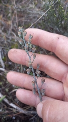 Eriospermum lanceifolium