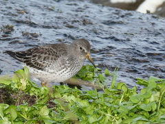 Calidris ptilocnemis
