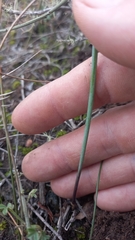 Eriospermum lanceifolium