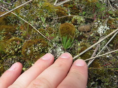 Phemeranthus parviflorus
