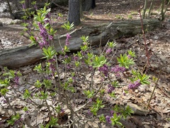 Daphne mezereum
