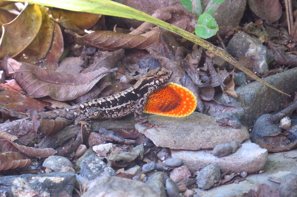 Gualaco Scaly Anole